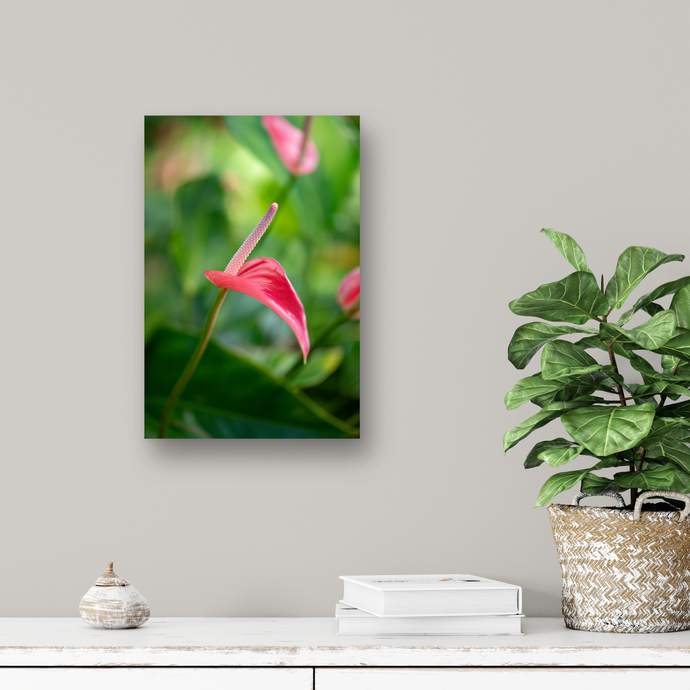 Pink Anthurium, Green Rainforest, Manoa, Oahu, Hawaii, Metal Art Photo Print, Hallway Interior, Image