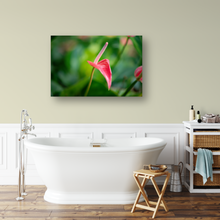 Load image into Gallery viewer, Pink Anthurium, Green Rainforest, Manoa, Oahu, Hawaii, Metal Art Photo Print, Bathroom Interior, Image
