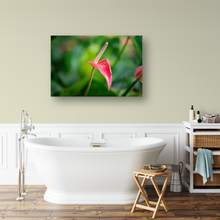 Load image into Gallery viewer, Pink Anthurium, Green Rainforest, Manoa, Oahu, Hawaii, Metal Art Photo Print, Bathroom Interior, Image