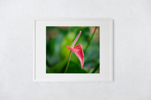 Load image into Gallery viewer, Pink Anthurium, Green Rainforest, Manoa, Oahu, Hawaii, Framed Matted Photo Print, Image