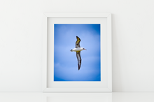Load image into Gallery viewer, Albatross, Blue Sky, Oahu, Hawaii, Matted Photo Print, Image