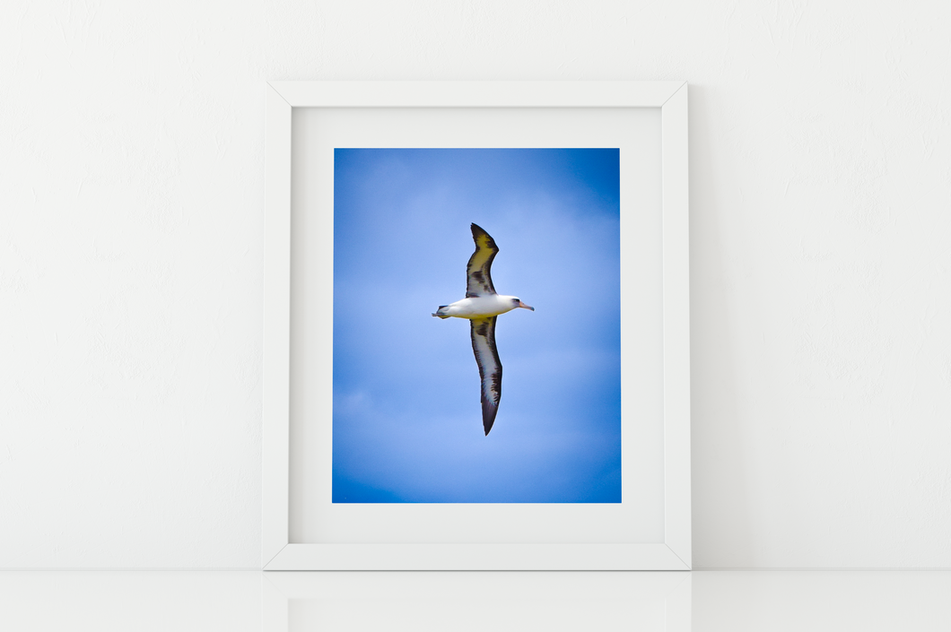 Albatross, Blue Sky, Oahu, Hawaii, Matted Photo Print, Image