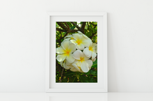 Load image into Gallery viewer, White Plumerias, Flowers, Leaves, Oahu, Hawaii, Matted Photo Print, Image