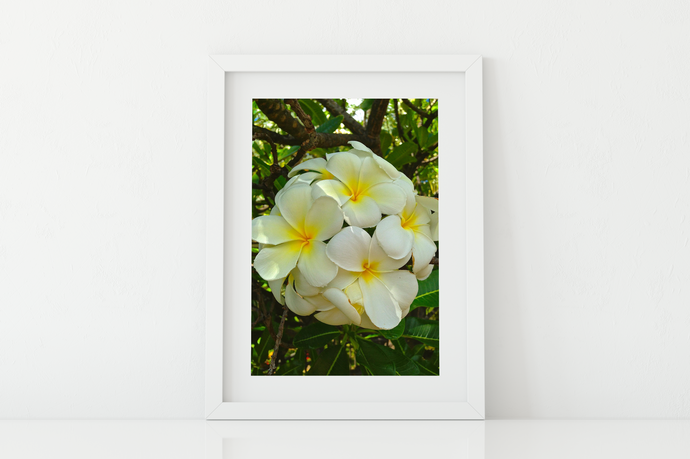 White Plumerias, Flowers, Leaves, Oahu, Hawaii, Matted Photo Print, Image