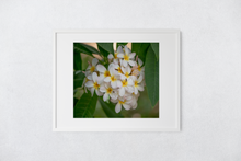 Load image into Gallery viewer, White Plumerias, Heart-shape, Flowers, Leaves, Oahu, Hawaii, Framed Matted Photo Print, Image