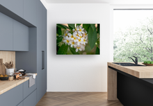 Load image into Gallery viewer, White Plumerias, Heart-shape, Flowers, Leaves, Oahu, Hawaii, Kitchen Interior, Metal Print, Image