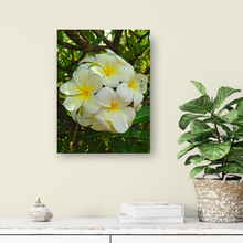Load image into Gallery viewer, White Plumerias, Flowers, Leaves, Oahu, Hawaii, Metal Art Print, Entryway Interior, Image