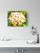 Load image into Gallery viewer, White, yellow, plumeria flowers, Oahu, Hawaii, Metal Art Print, Kitchen Interior, Image