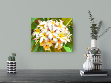 Load image into Gallery viewer, White, yellow, plumeria flowers, Oahu, Hawaii, Metal Art Print, Entryway Interior, Image