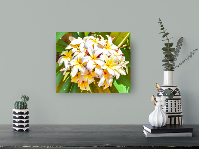 White, yellow, plumeria flowers, Oahu, Hawaii, Metal Art Print, Entryway Interior, Image