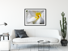 Load image into Gallery viewer, White Plumeria Petals, Closeup, Macro, Oahu, Hawaii, Framed Matted Photo Print, Living Room Interior, Image
