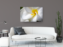 Load image into Gallery viewer, White Plumeria Petals, Closeup, Macro, Oahu, Hawaii, Metal Art Print, Living Room Interior, Image
