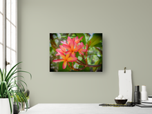 Load image into Gallery viewer, Vibrant Pink and Orange Plumerias, Green Leaves, Oahu, Hawaii, Metal Art Print, Kitchen Interior, Image