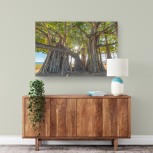 Load image into Gallery viewer, Banyan Tree, Sunburst, Waikiki, Oahu, Hawaii, Metal Art Print, Interior Entryway, Image