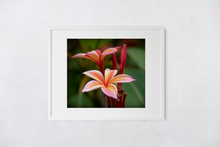 Load image into Gallery viewer, Pink plumeria flowers, Raindrop, Green Leaves, Oahu, Hawaii, Matted Photo Print, Image
