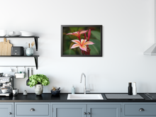 Load image into Gallery viewer, Pink plumeria flowers, Raindrop, Green Leaves, Oahu, Hawaii, Framed Photo Print, Kitchen Interior, Image