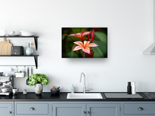 Load image into Gallery viewer, Pink plumeria flowers, Raindrop, Green Leaves, Oahu, Hawaii, Metal Art Print, Kitchen Interior, Image