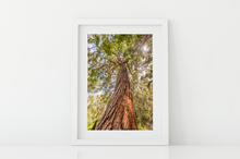 Load image into Gallery viewer, Eucalyptus Robusta Tree, Sun, Oahu, Hawaii, Matted Photo Print, Image