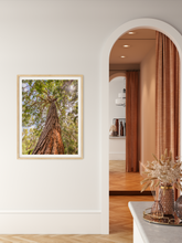 Load image into Gallery viewer, Eucalyptus Robusta Tree, Sun, Oahu, Hawaii, Framed Matted Photo Print, Interior Entryway,  Image