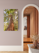 Load image into Gallery viewer, Eucalyptus Robusta Tree, Sun, Oahu, Hawaii, Metal Art Print, Interior Entryway,  Image