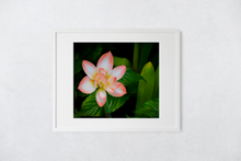Load image into Gallery viewer, Peach and White Flower, Green Leaves, Dramatic Background, Oahu, Hawaii, Matted Photo Print, Image