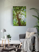 Load image into Gallery viewer, Moringa Tree, Green Leaves, Branches, Sunburst, Sky, Oahu, Hawaii, Metal Art Print, Living Room Interior, Image