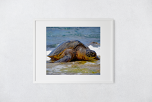 Load image into Gallery viewer, Hawaiian Green Sea Turtle, Ocean, North Shore, Oahu, Hawaii, Framed Matted Photo Print, Image