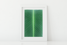 Load image into Gallery viewer, Closeup, Green Leaf, Symmetrical Lines, Oahu, Hawaii, Matted Photo Print, Image