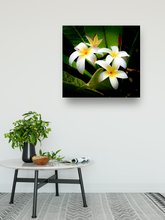 Load image into Gallery viewer, White and Yellow Plumeria Flowers, Green Leaves, Oahu, Hawaii, Metal Art Print, Interior Entryway, Image
