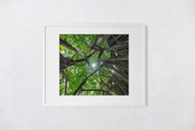 Load image into Gallery viewer, Banyan Tree, Green Leaves, Sunburst, Draping Roots, Oahu, Hawaii, Matted Photo Print, Image