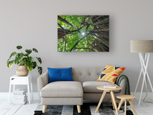 Load image into Gallery viewer, Banyan Tree, Green Leaves, Sunburst, Draping Roots, Oahu, Hawaii, Metal Art Print, Living Room Interior, Image