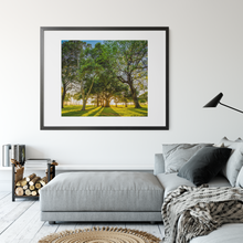 Load image into Gallery viewer, Banyan Tree, Kiawe Tree, Sun illumination, Shadows, Grass, Park, Waikiki, Oahu, Hawaii, Framed Matted Photo Print, Living Room Interior, Image
