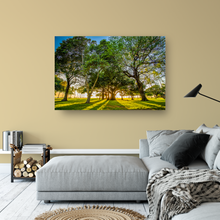 Load image into Gallery viewer, Banyan Tree, Kiawe Tree, Sun illumination, Shadows, Grass, Park, Waikiki, Oahu, Hawaii, Metal Art Print, Living Room Interior, Image