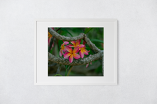 Load image into Gallery viewer, Pink and Orange Plumeria Flowers, Branches, Green Leaves Background, Oahu, Hawaii, Matted Photo Print, Image