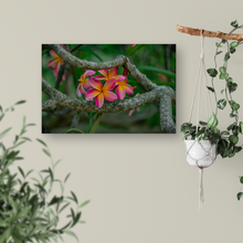 Load image into Gallery viewer, Pink and Orange Plumeria Flowers, Branches, Green Leaves Background, Oahu, Hawaii, Metal Art Print, Entryway Interior, Image