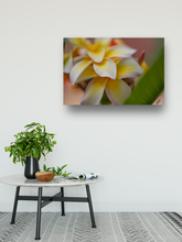 Load image into Gallery viewer, White and Yellow Plumeria Flowers, Green Leaves, Macro Photography, Oahu, Hawaii, Metal Art Photo Print, Entryway Interior, Image