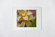 Load image into Gallery viewer, White and Yellow Plumeria Flowers, Green Leaves, Macro Photography, Oahu, Hawaii, Framed Matted Photo Print, Image