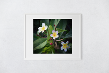 Load image into Gallery viewer, Three Purple, White, Yellow Plumeria Flowers, Green Leaves, Oahu, Hawaii, Matted Photo Print, Image