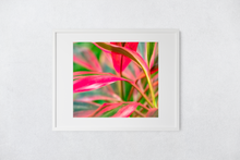 Load image into Gallery viewer, Abstract, Bright Colors, Tropical Plants, Oahu, Hawaii, Framed Matted Print, Image