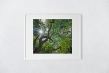 Load image into Gallery viewer, Monkeypod Tree, Twisty Branches, Green Leaves, Sunburst, Blue Sky, Oahu, Hawaii, Matted Photo Print, Image