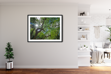 Load image into Gallery viewer, Monkeypod Tree, Twisty Branches, Green Leaves, Sunburst, Blue Sky, Oahu, Hawaii, Framed Matted Photo Print, Interior Entryway, Image