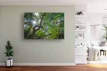 Load image into Gallery viewer, Monkeypod Tree, Twisty Branches, Green Leaves, Sunburst, Blue Sky, Oahu, Hawaii, Metal Art Print, Interior Entryway,  Image