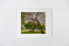 Load image into Gallery viewer, Kiawe Tree, Sunburst, Banyan Tree, Grass, Park, Waikiki, Oahu, Hawaii, Matted Photo Print, Image
