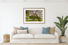 Load image into Gallery viewer, Kiawe Tree, Sunburst, Banyan Tree, Grass, Park, Waikiki, Oahu, Hawaii, Framed Matted Photo Print, Living Room Interior, Image