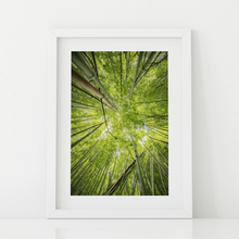 Load image into Gallery viewer, Abstract photography, green bamboo, sky view, Lulumahu Falls, Oahu, Hawaii, Matted Photo Print, Image
