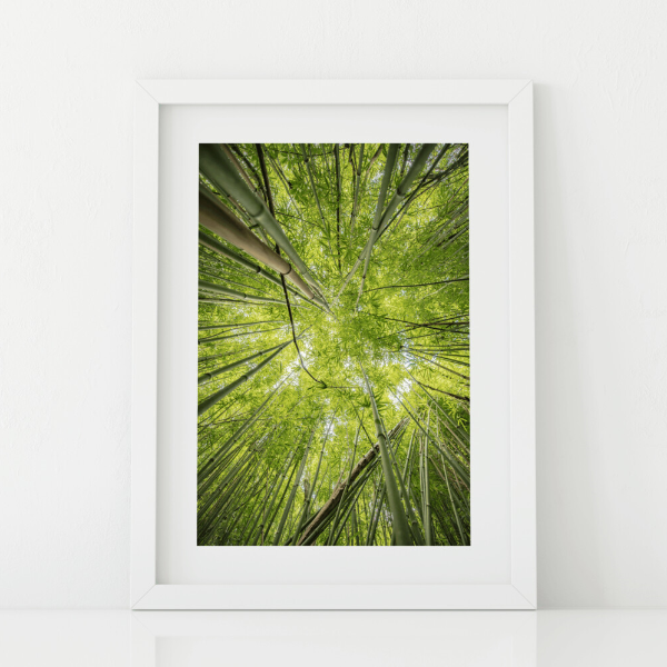 Abstract photography, green bamboo, sky view, Lulumahu Falls, Oahu, Hawaii, Matted Photo Print, Image