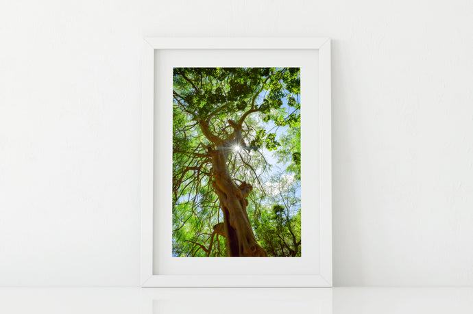 Moringa Tree, Green Leaves, Branches, Sunburst, Sky, Oahu, Hawaii, Matted Photo Print, Image