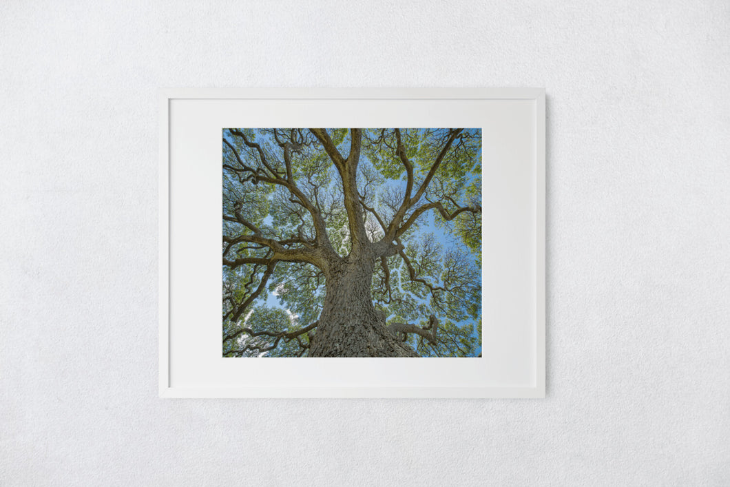 Monkeypod Tree, Sprawling Branches, Moanalua Gardens, Oahu, Hawaii, Matted Photo Print, Image