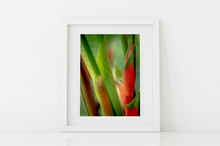 Load image into Gallery viewer, Red heliconia, lush green jungle foliage, Abstract, Manoa, Oahu, Hawaii, Framed Matted Photo Print, Image
