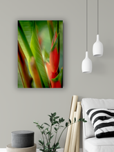 Load image into Gallery viewer, Red heliconia, lush green jungle foliage, Abstract, Manoa, Oahu, Hawaii, Metal Art Print, Living Room Interior, Image
